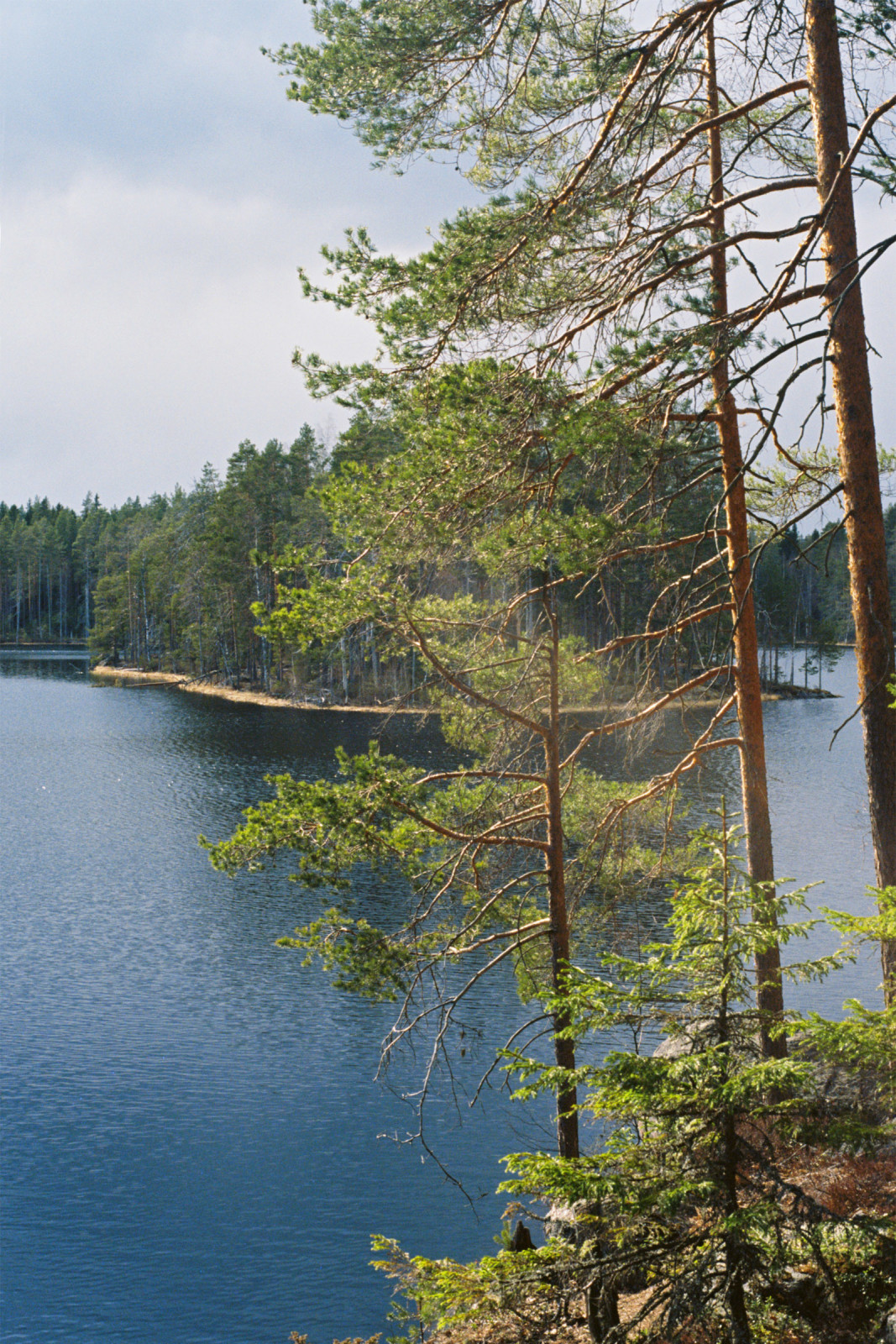 Осторожно! Канадские бобры в Финляндии! Национальные парки Исоярви и Лейвонмяки
